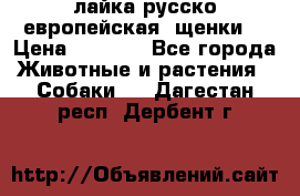 лайка русско-европейская (щенки) › Цена ­ 5 000 - Все города Животные и растения » Собаки   . Дагестан респ.,Дербент г.